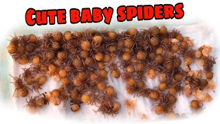 Baby Spiders Have Just Molted for The First Time [upl. by Piefer981]