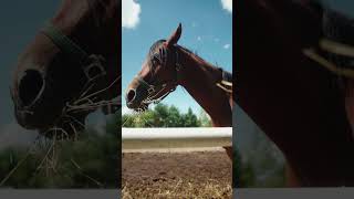 Blackmagic Cinema Camera 6K Pro 6K Raw Horse Cinematic [upl. by Eirruc]