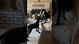 the pup didnt stay small long captin and ellie Puppy Cute Bestie doglover viralvideo ￼ [upl. by Matti]