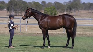 Lot 95 Frosted x Ruby Ninetails colt  Stanley River Thoroughbreds [upl. by Atte]