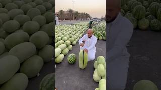 Hugely long watermelon reggaeton lyrics fruit [upl. by Ruggiero627]