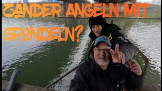 Zander Angeln mit Grundeln [upl. by Acinyt]