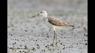 Greenshank Bird Call [upl. by Say256]