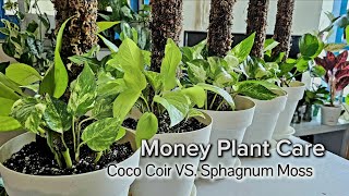 Money Plant Pole Upgrade  From Coco Coir Pole to Sphagnum Moss Pole [upl. by Keavy]