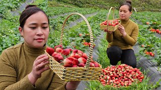 Harvest Strawberry Garden Goes to market sell  Make a dog feeder daily life live whit nature [upl. by Wystand]