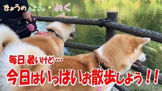 毎日暑いけど… 「今日はいっぱいお散歩しよう！！」 今日のごん・みく♡ 秋田犬【ごん・みく チャンネル】 [upl. by Dannye694]