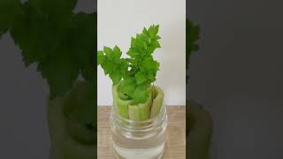 Grow Celery In Water Like A Pro The Ultimate Green Thumb Guide [upl. by Gredel]