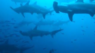 Hammerhead shark school Galapagos [upl. by Loredana]