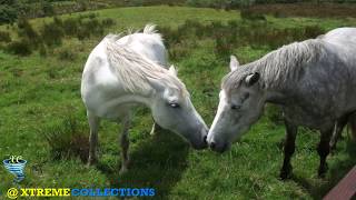 Connemara National Park amp Visitor Centre in Galway Ireland [upl. by Giddings117]