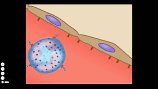 The Basic Inflammatory Response [upl. by Yorled]