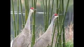 The trumpeting sound of sandhill cranes [upl. by Rehpatsirhc]