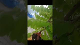 Ms home gardening collection amla like share subscribe [upl. by Housen]