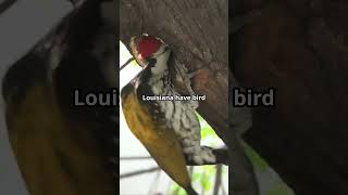 The IvoryBilled Woodpecker a Lord God Bird [upl. by Biel]