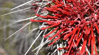 The Alien that Lives Inside a Cactus [upl. by Nicoline]