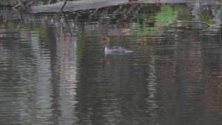 Hooded Mergansers Parc omega [upl. by Hyo]