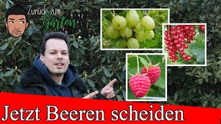 Kurzanleitung Rückschnitt von Johannisbeeren Himbeeren und Stachelbeeren [upl. by Iraam]