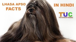 Lhasa Apso Dog Facts In Hindi  Dog Facts  Popular Dogs  The Ultimate Channel [upl. by Aniar]