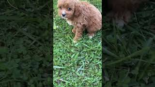 Levi cavapoo wwwthatdoggyinthewindowcom [upl. by Attenreb]