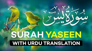 Surah Yasin  Yaseen  with Urdu Translation  Quran Tilawat Beautiful Voice  Hindi Tarjuma [upl. by Sanchez]