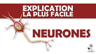 lexplication la plus facile  Neurones et Transmission Neuronale [upl. by Anairdna373]