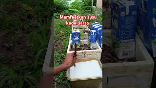 PUPUK CAIR SUSU KADALUWARSAshorst garden gardening [upl. by Noryv]