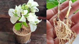 How to propagate bougainvillea plant  Bougainvillea plant  How to grow bougainvillea from cuttings [upl. by Remoh399]