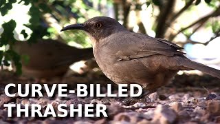 Curvebilled Thrasher closeup [upl. by Gitt]