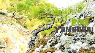 Pine Tree Yamadori Hunting at Waterfall Vol 11  Bonsai Inspiration From Greek Nature [upl. by Loy]