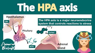 HPA axis  HypothalamusPituitaryAdrenal Axis  What is the role of HPA axis in stress physiology [upl. by Namialus]