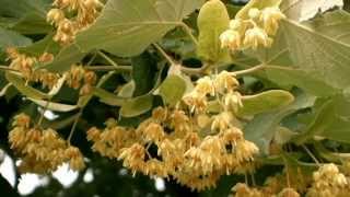 Tilia cordata  smallleaved lime [upl. by Gristede]