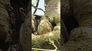 Kestrel nest that we found whilst on a walk round our local patch naturevideos birds nature [upl. by Nugesulo]