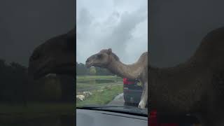 Beekse Bergen safari kameel🐫🐪 [upl. by Acinej]