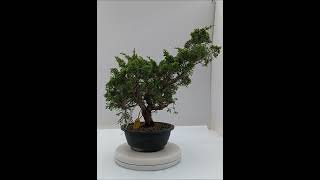 Juniperus itoigawa 17 anos número 53000 [upl. by Omland]