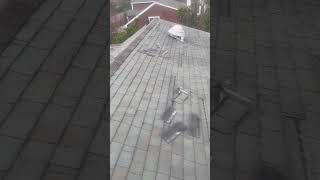 RACCOON DAMAGE TO A ROOF LONG ISLAND NY [upl. by Switzer]