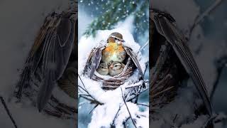 Heroic Goldcrest Bird Rescue Chicks During Whiteout Snowstorm goldcrest snow mother trending [upl. by Leakcim]