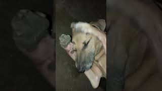 CUTE viralvideo dog short [upl. by Rodd]