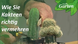 Wie Sie Kakteen richtig durch Pfropfen vermehren  MDR Garten [upl. by Oibesue219]