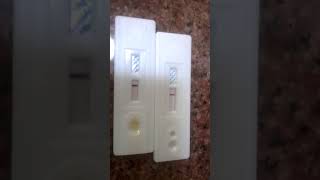 Rapid test How to do HCV andHBVHBSin lab  Hcv positive  Hbs negative [upl. by Lezah]