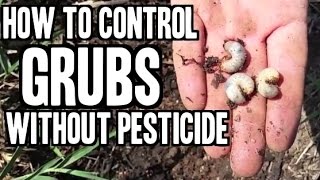 How to Eliminate Grubs in Your Lawn or Garden without Pesticide [upl. by Eitisahc]