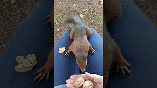 Einmal streicheln bitte🐿🫶😍 cute squirrel animals [upl. by Nesral]