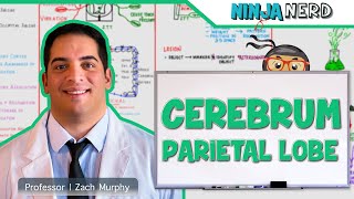 Neurology  Cerebrum Parietal Lobe Anatomy amp Function [upl. by Radnaxela]