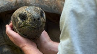 Do Tortoises Like Being Touched [upl. by Obediah]