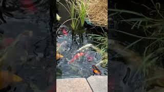 Minnows Comets and Koi 🎏 [upl. by Glover]