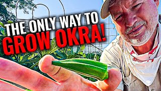 Growing Okra  Best Tips [upl. by Beaver]