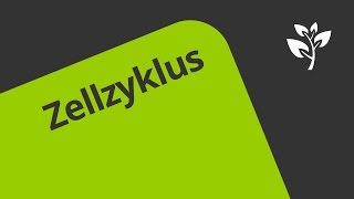 Gut erklärt Die Phasen des Zellzyklus  Biologie  Genetik [upl. by Rakia]