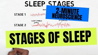 2Minute Neuroscience Stages of Sleep [upl. by Ettesoj]