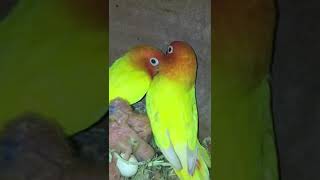 Lutino Personata Love Bird with Chicks birds ytshorts lovebirds [upl. by Dann687]