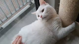 White cat cozies up against scratching post whilst getting petted [upl. by Ecirehs]