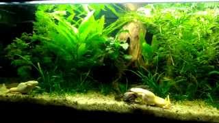 African Clawed Frog aquarium [upl. by Lesirg]