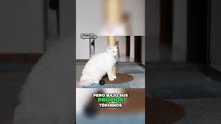 ¿Es Tu Gato Afectuoso Descubre Su Verdadero Temperamento gatos gatosfelices [upl. by Akinat270]